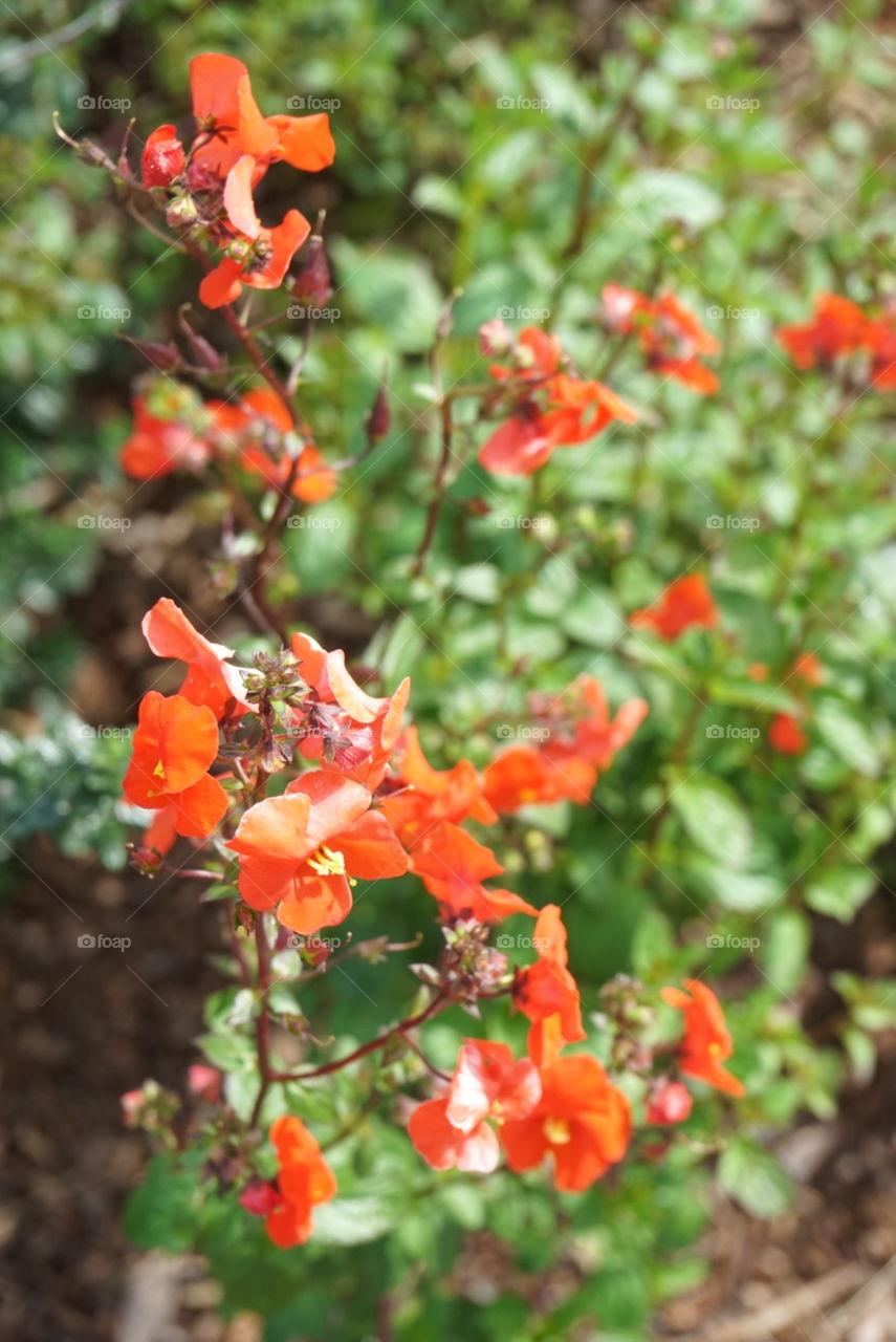 Spring Flowers