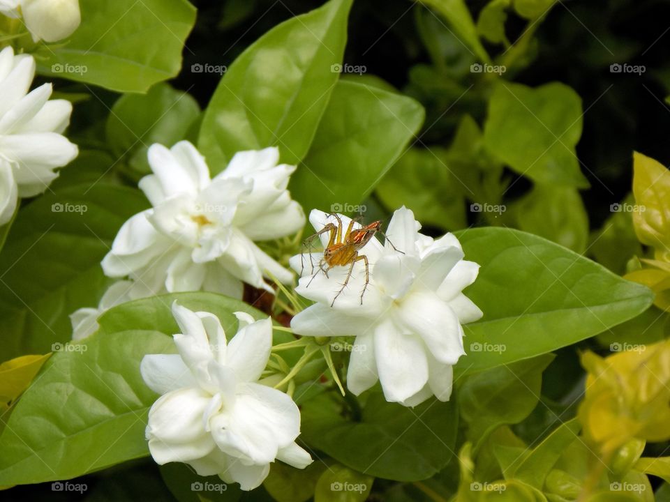 Jasmine sambac with yellow spider