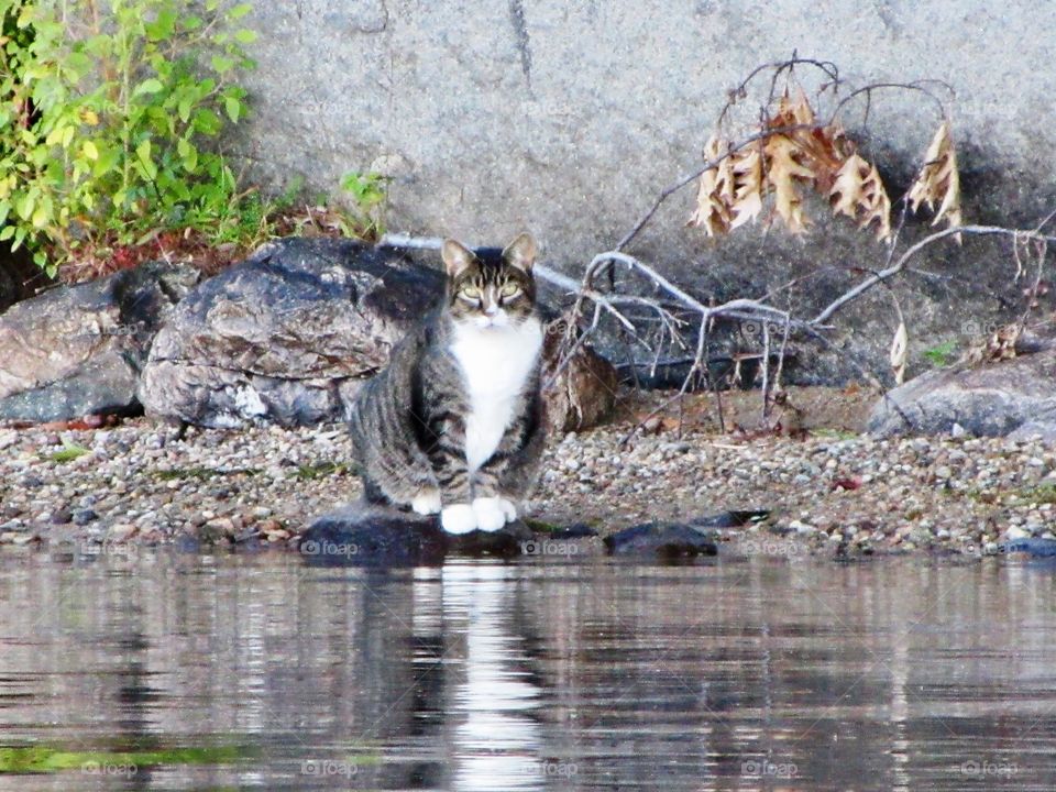 Cat on Lake Webster