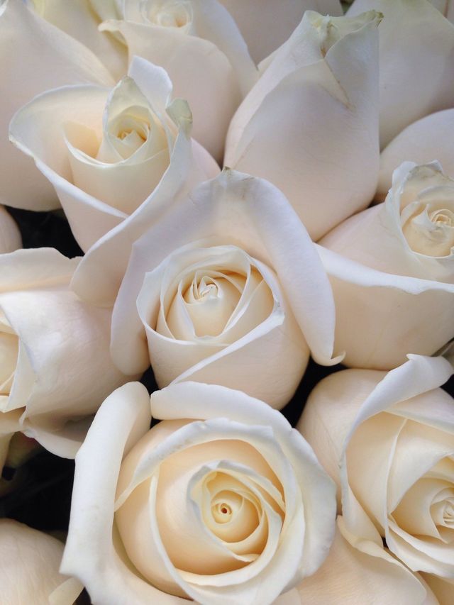 White Roses