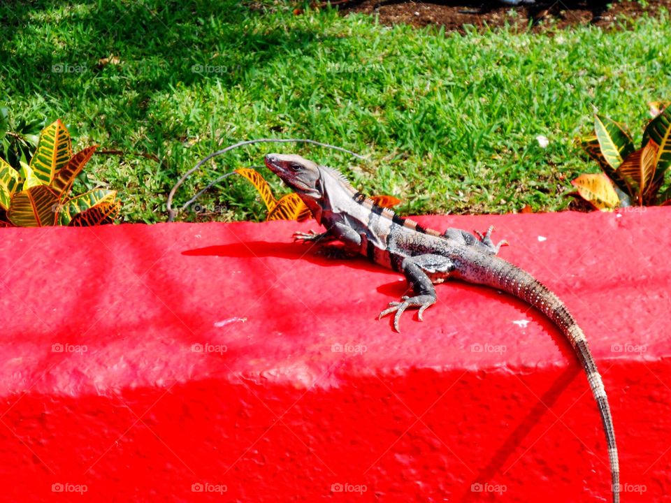 Lizard on red wall