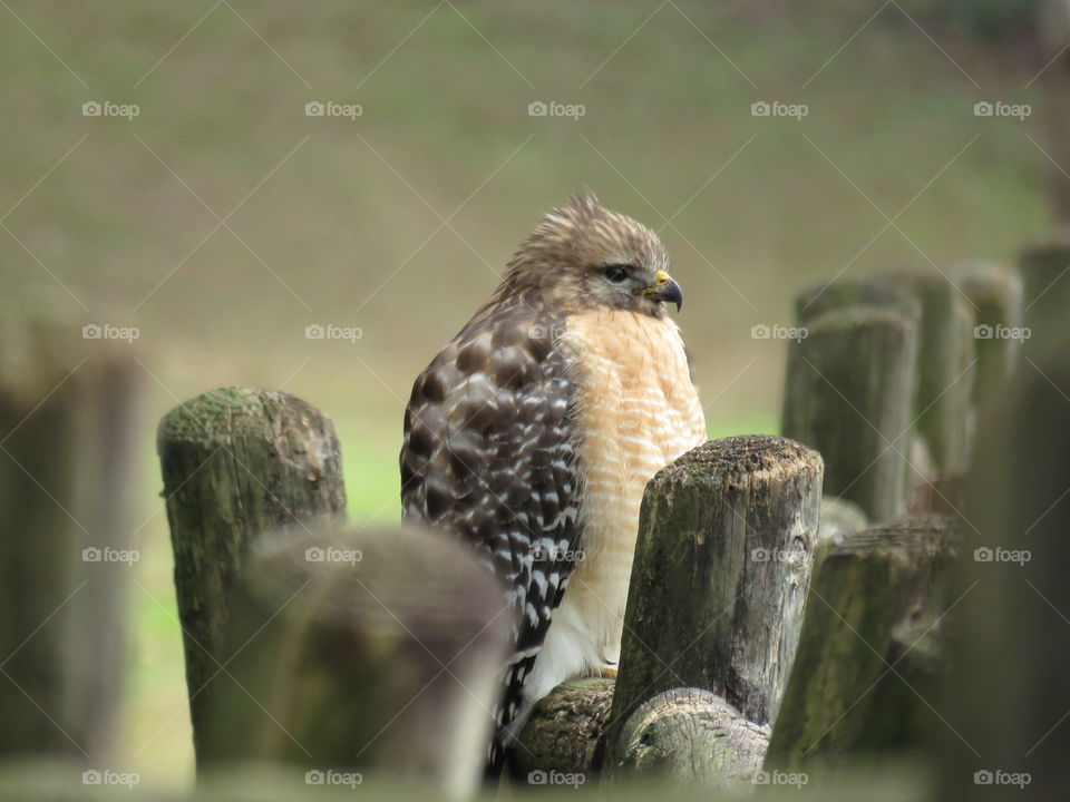 Young red-shouldered hawk