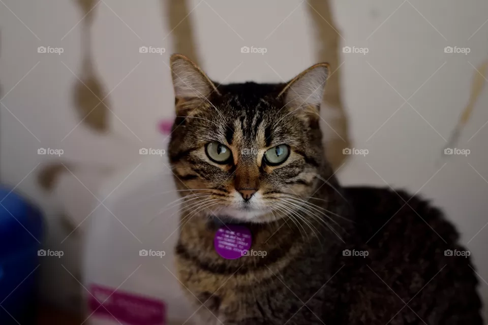 suki
