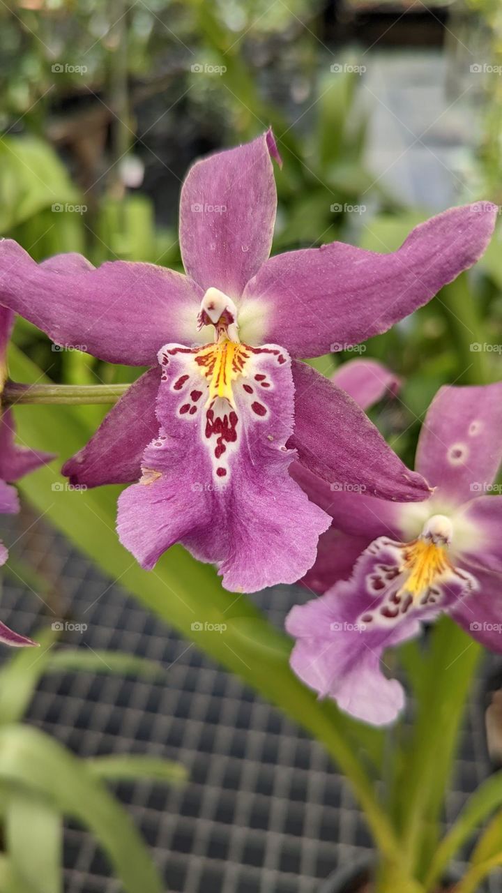 orquídea Rosa