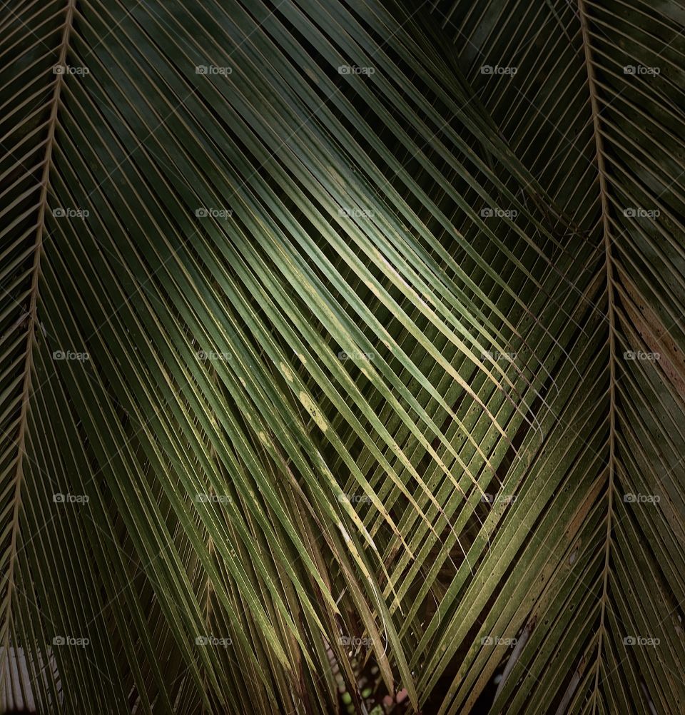 Coconut tree