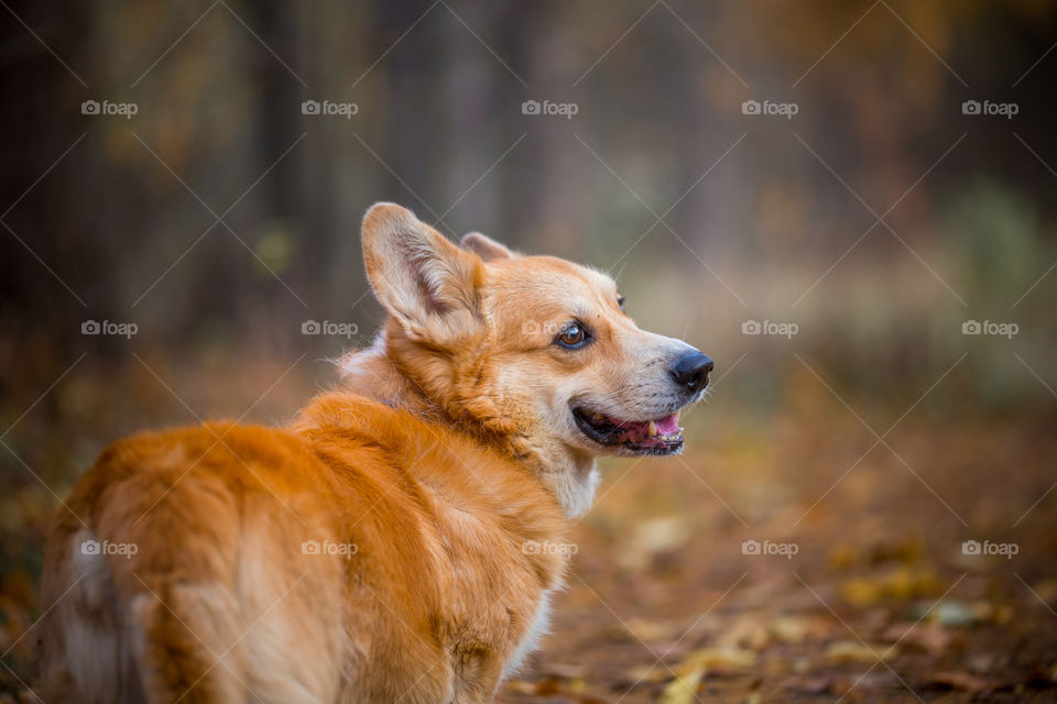 Welsh corgi pembroke in autumn park.