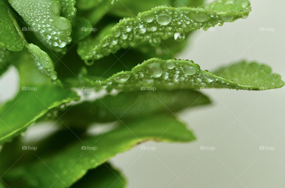 Close-up of a plant with raindrops 