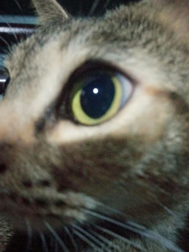 Be Authentic : Animals' Eyes