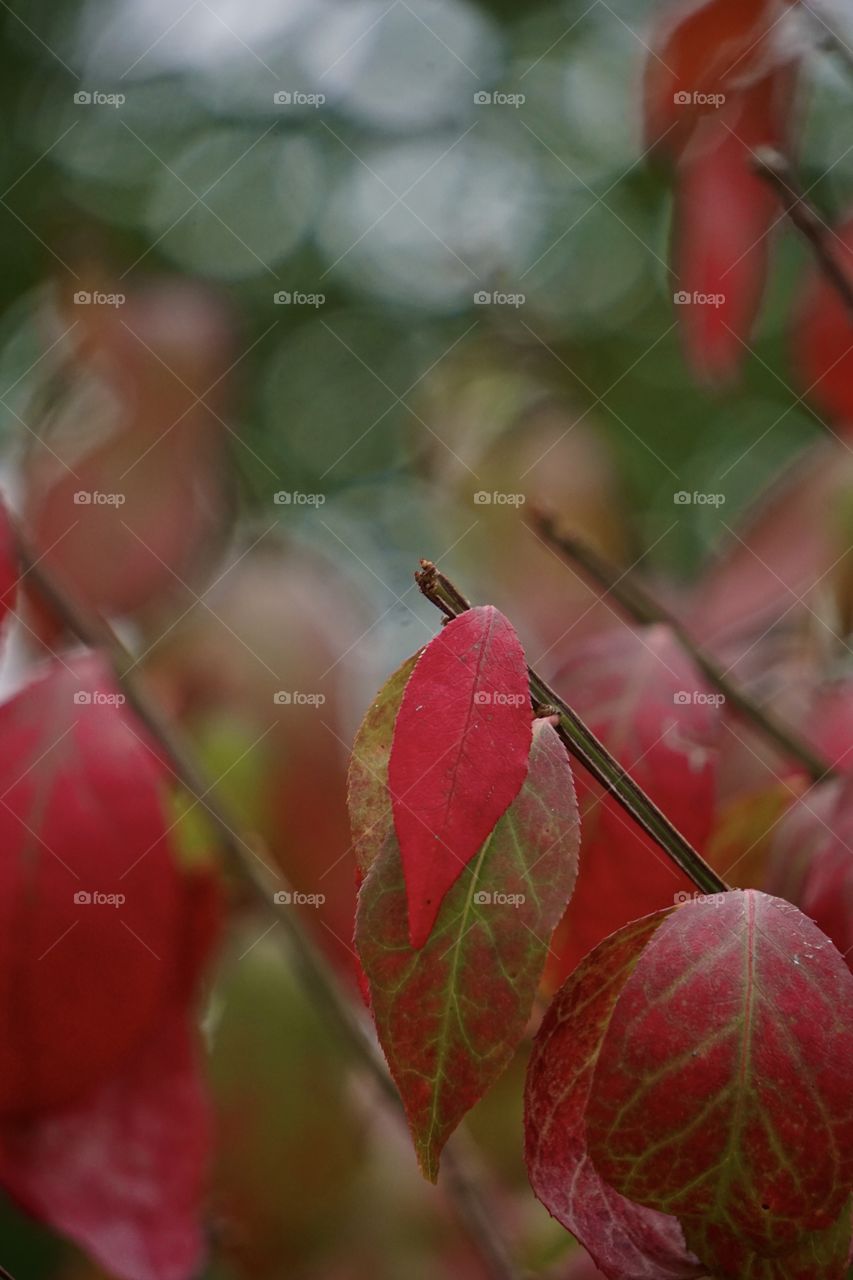 Bokeh + burning bush 