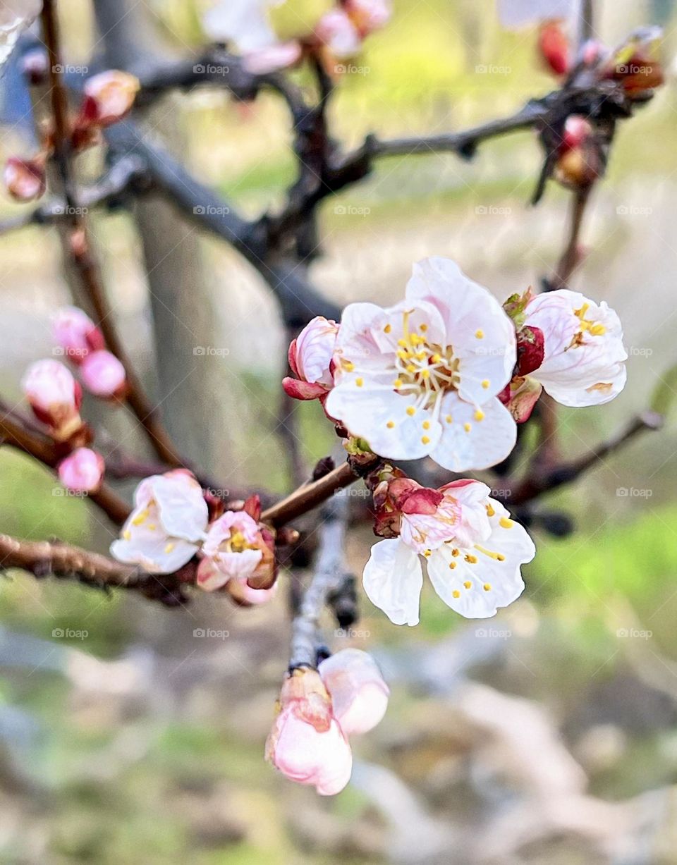 Apricot flowers on a branch close-up. Spring blossom on a natural background, a symbol of awakening and beauty of nature.
