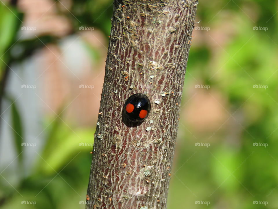 twice-stabbed ladybug