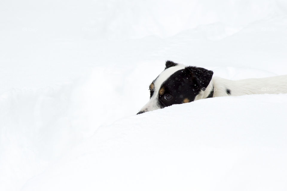Cute Jack Russell Terrier Dog in deep snow playing outside after storm 