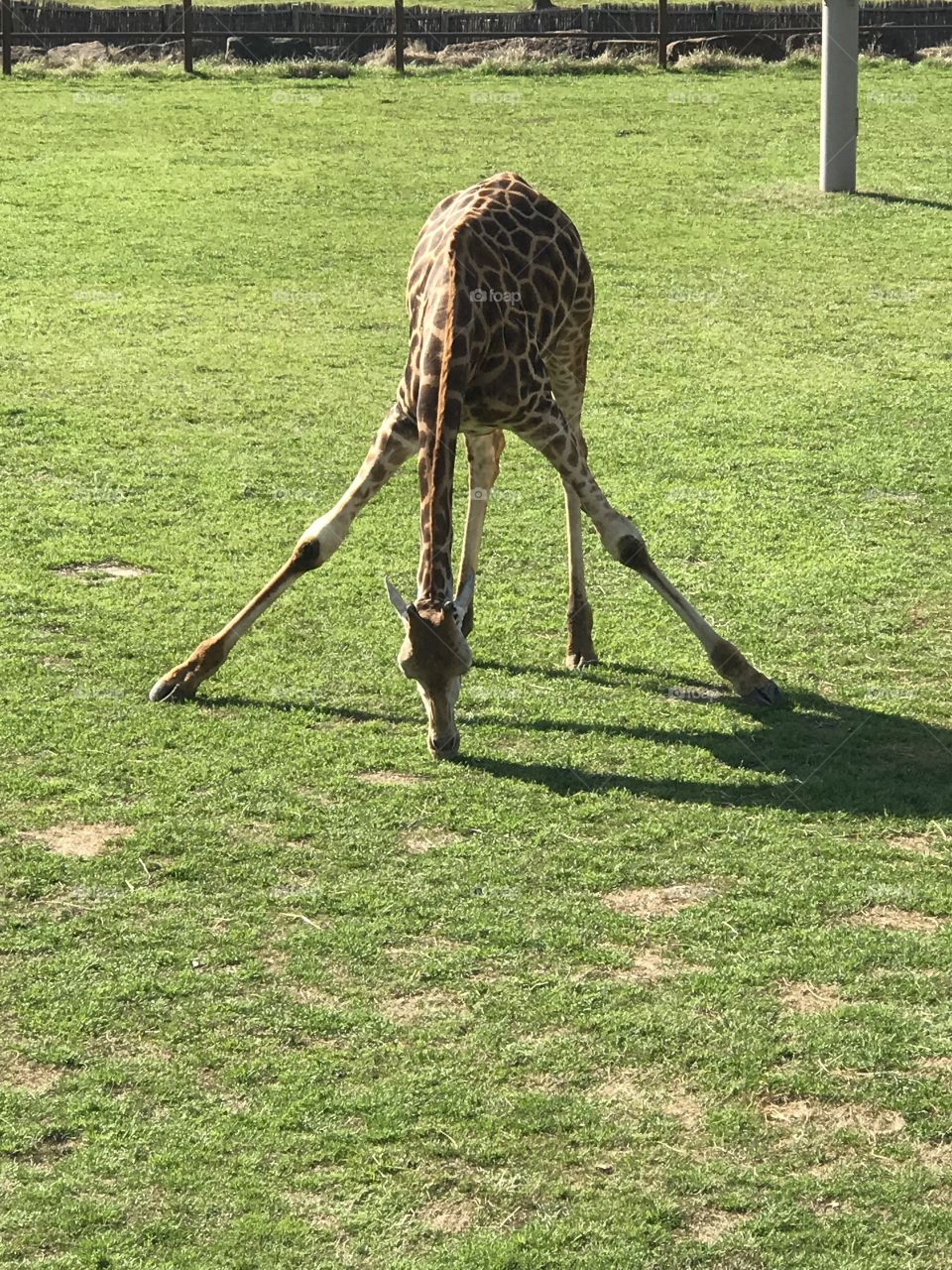 Giraffe probs 