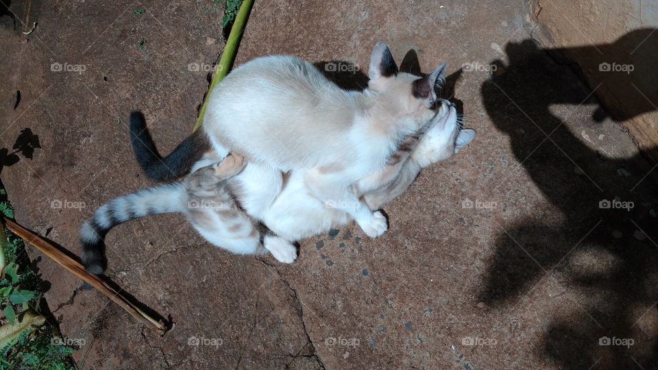 Gatos com brincadeiras.