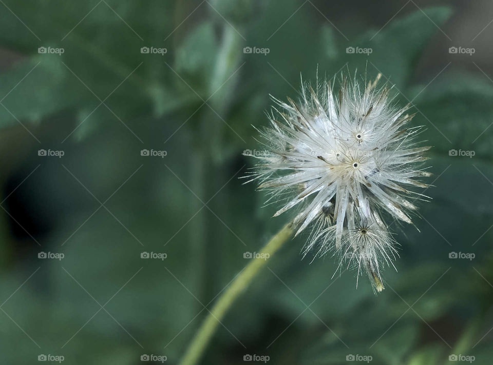 Floral photography - Dandelion