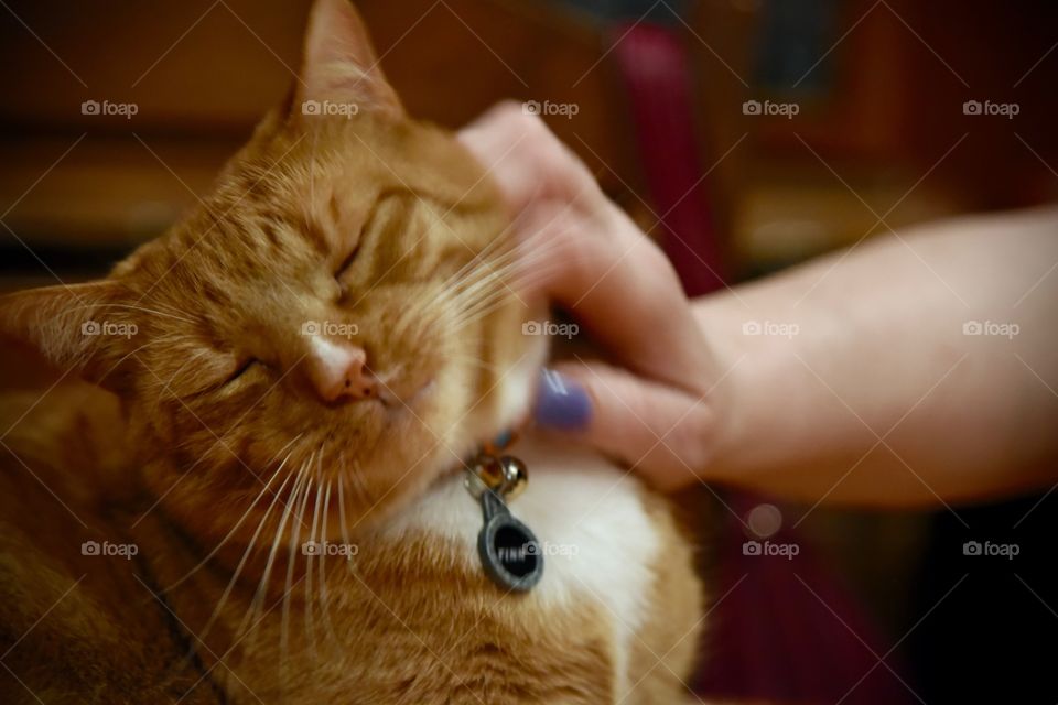 closeup of a cat being pet 