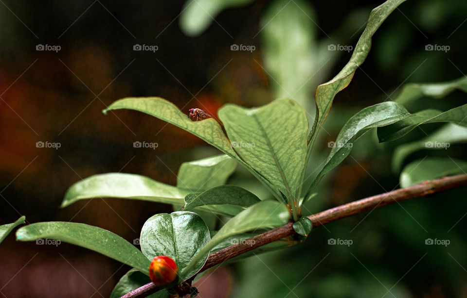 The long stem of a plant .