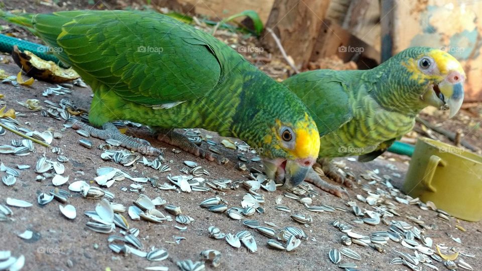 Parrots eating seeds at zoo