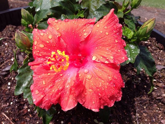 Hibiscus 