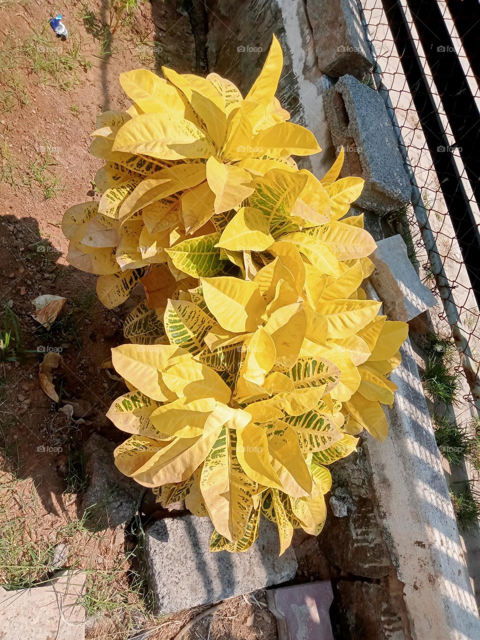 ravarma yellow wonder
