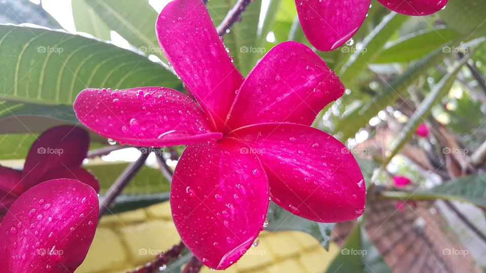 Close-up of pink flower