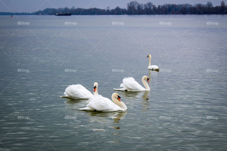 White swan at the Danube river