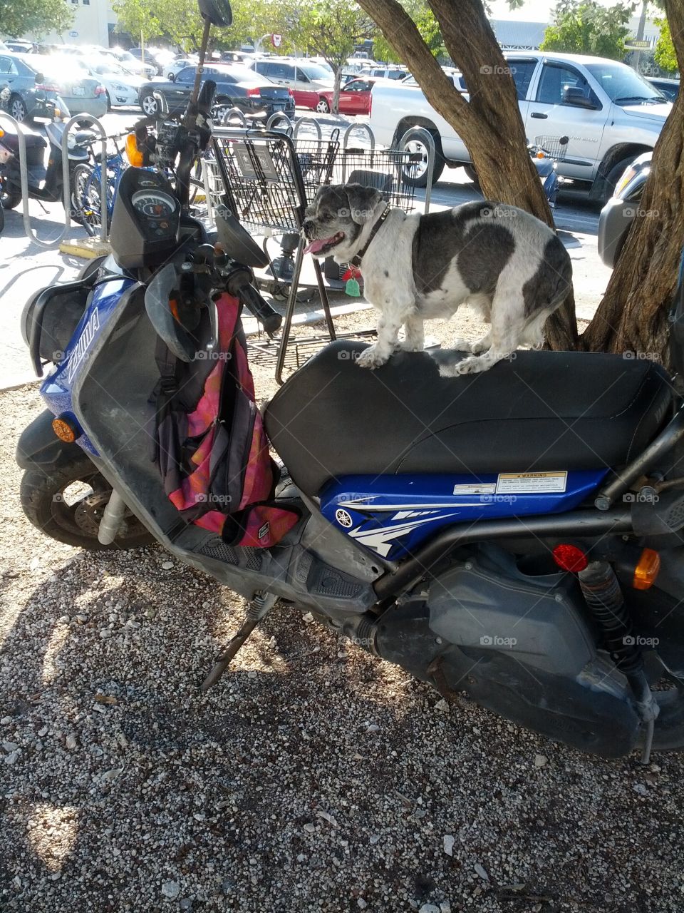 A dog on a motorcycle waiting for it's owner