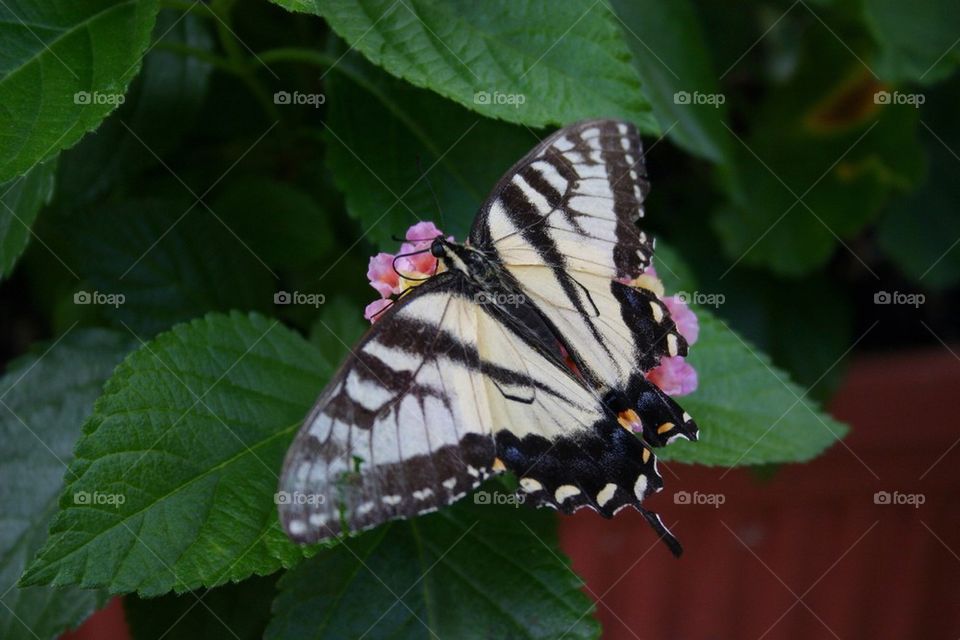 Swallowtail Butterfly
