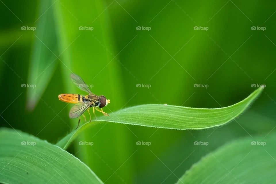 A calligrapher or flower fly delicately rests on a blade of grass. 