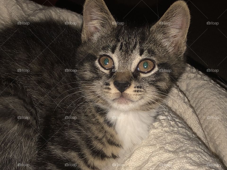 Striped kitten with brown eyes and black nose looking up