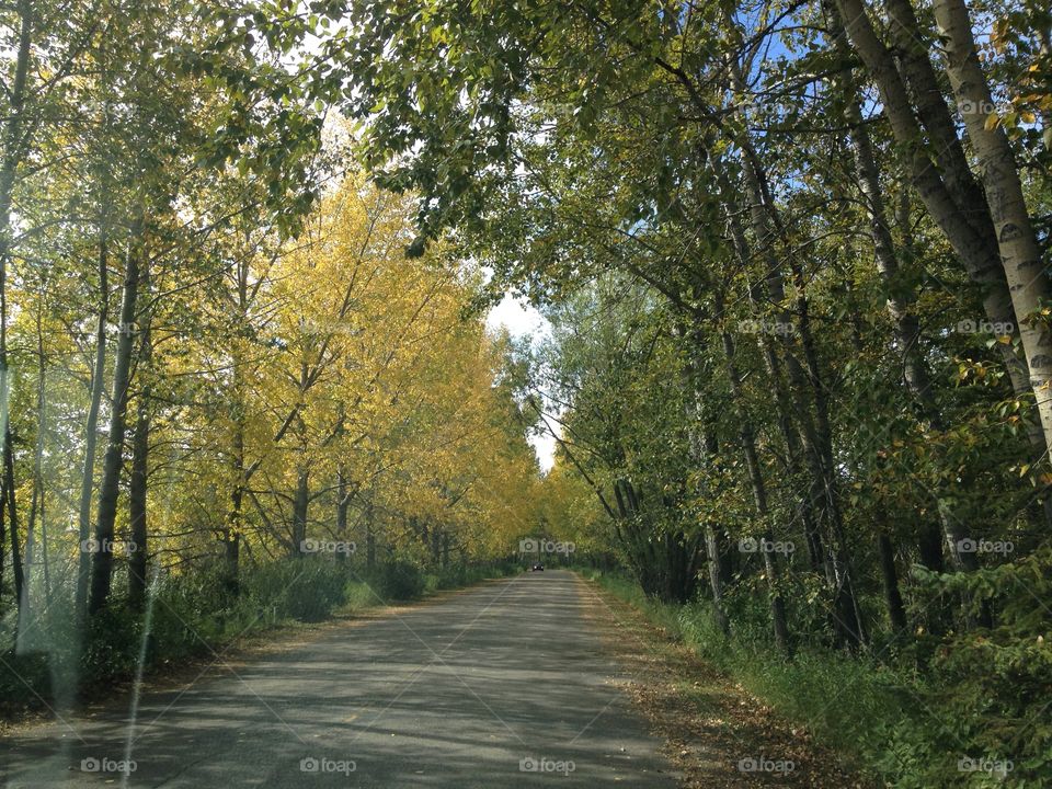 Beautiful fall scene Path and trees