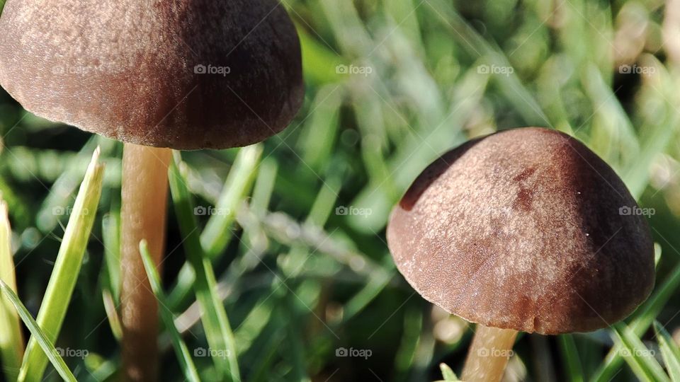 Mushrooms