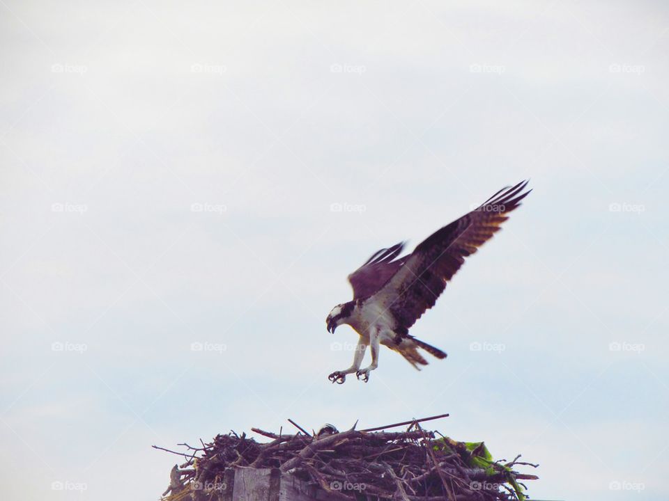 Eagle flying over nest