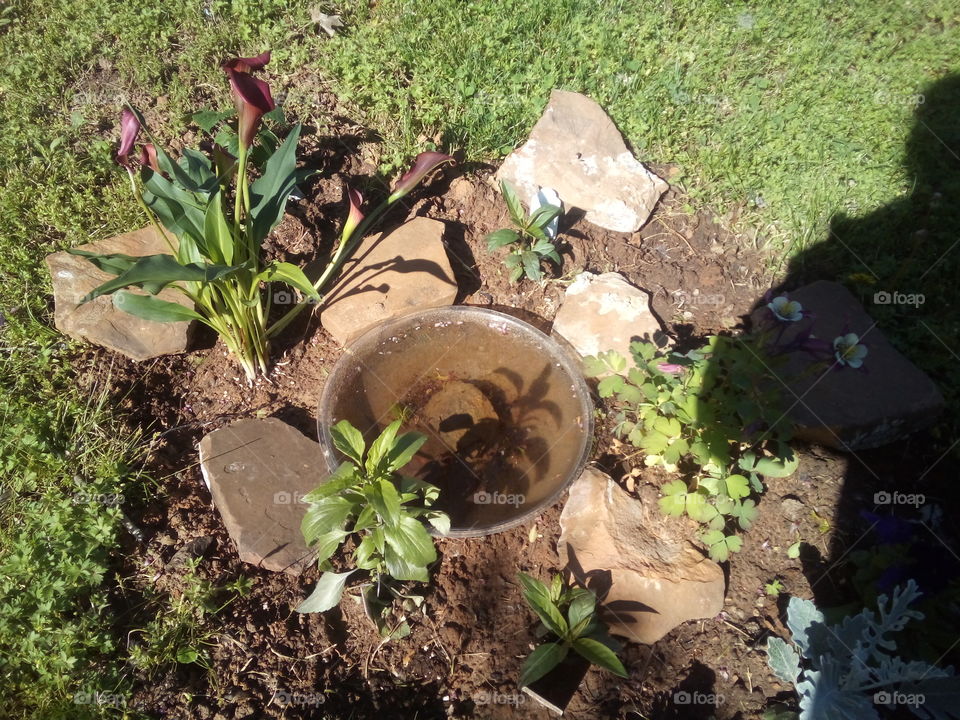 my unfinished project with flowers rocks and water for all the ground critters.