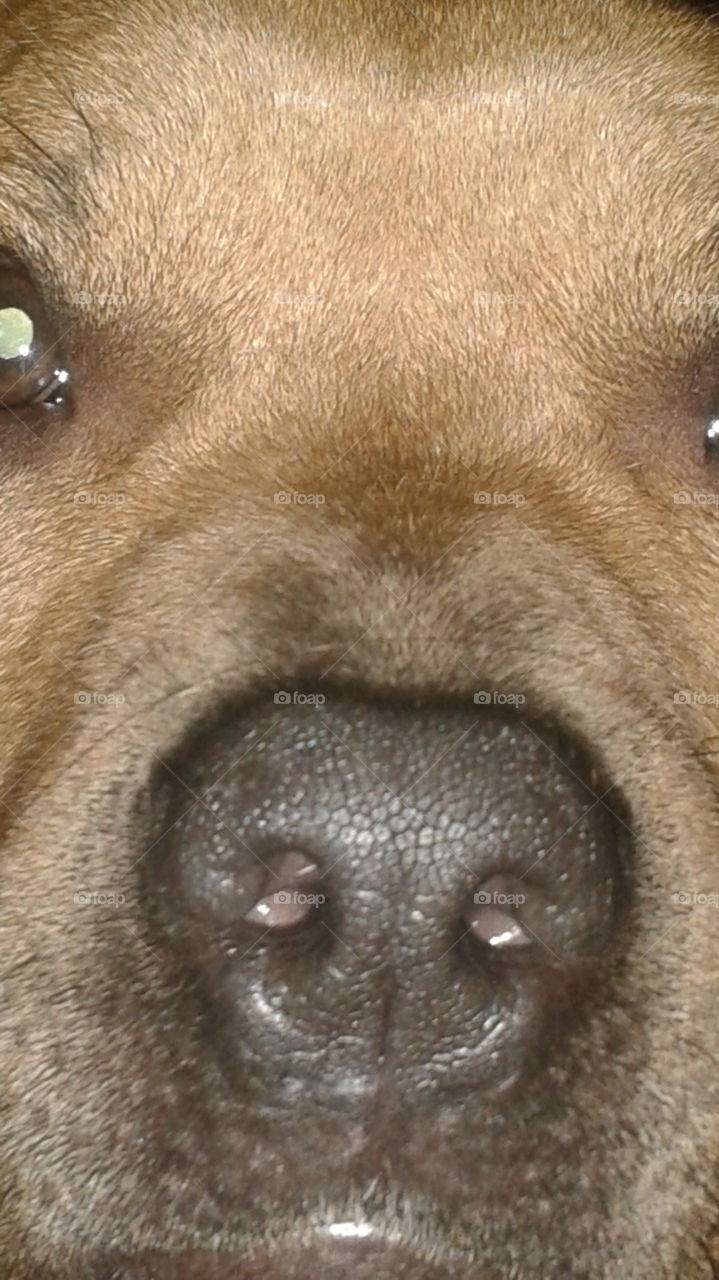 Close-Up Dog