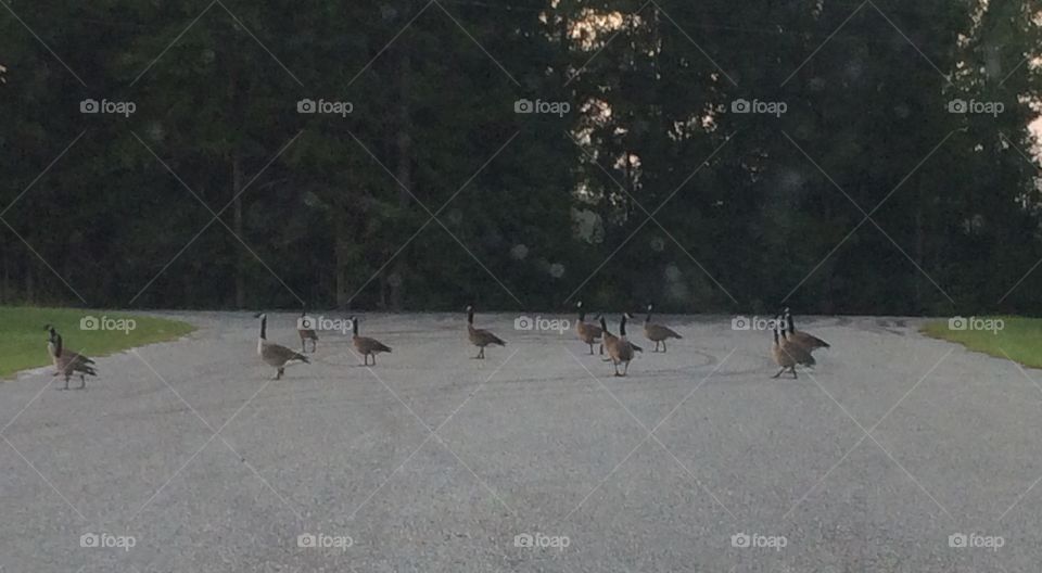 Geese standing in the road
