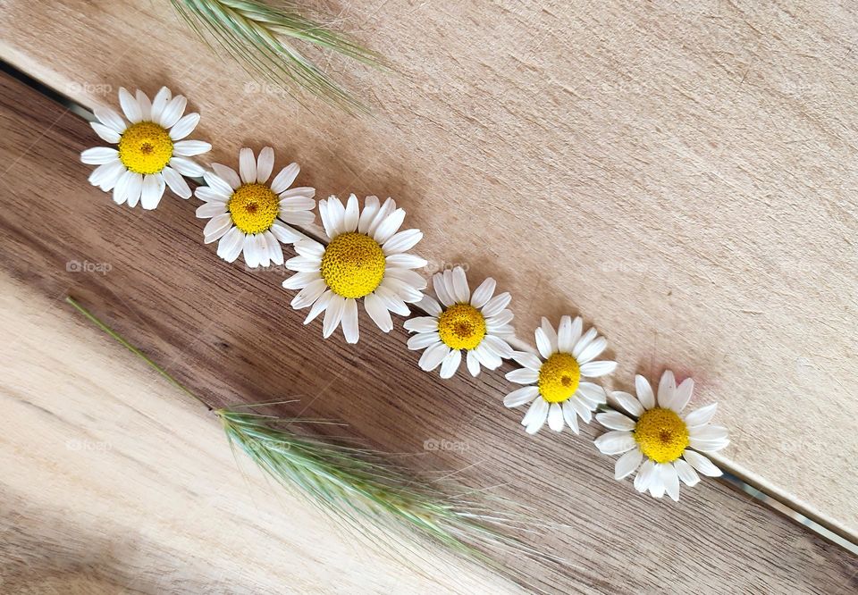 Plants, Daisies Close Up