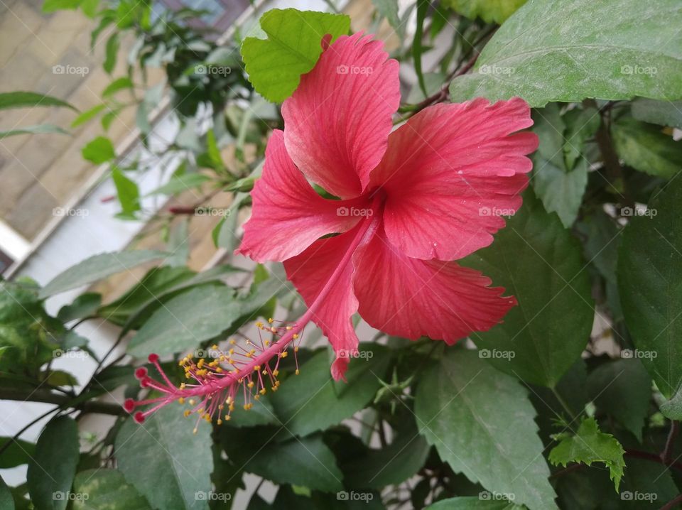 pink flower seasonal fresh shurb small size looks very beautiful generally found everywhere
