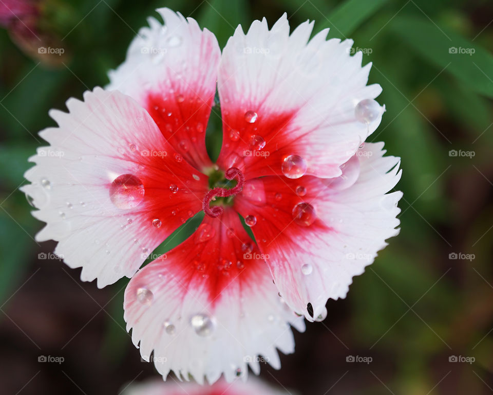 Dianthus - pink and white 