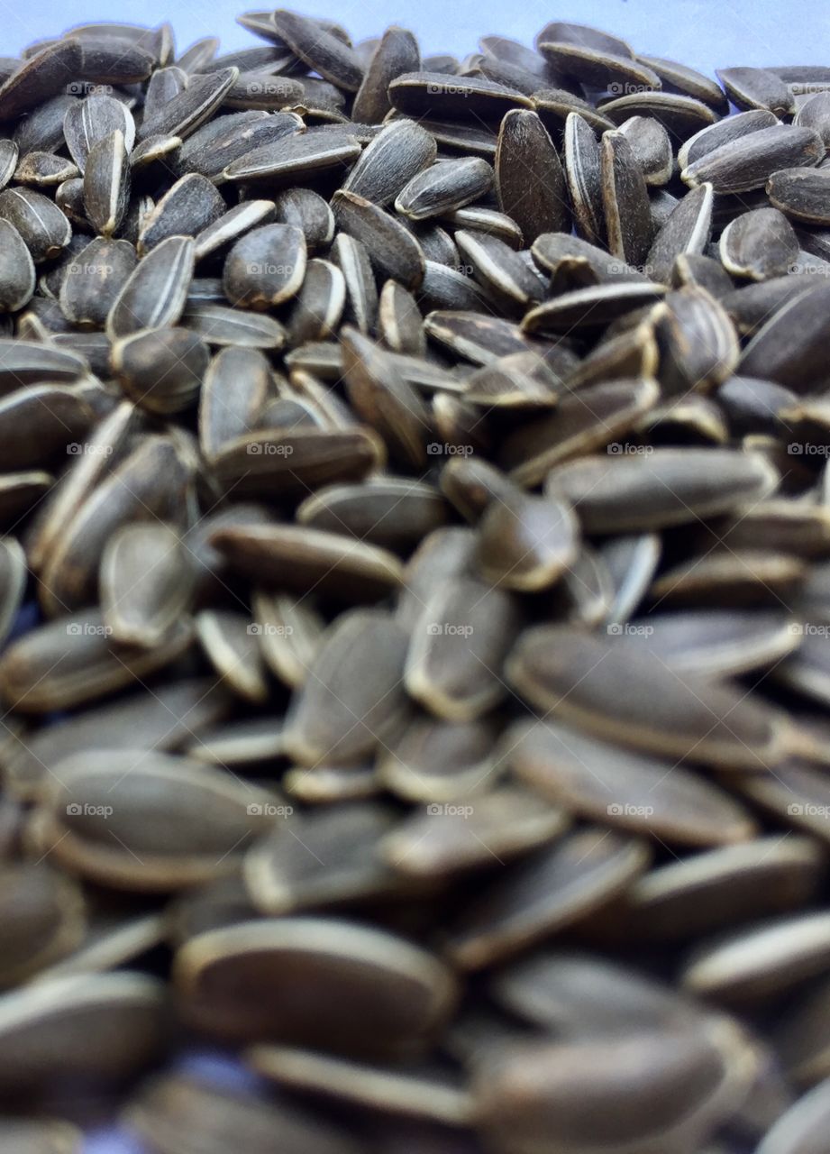 sunflower seed