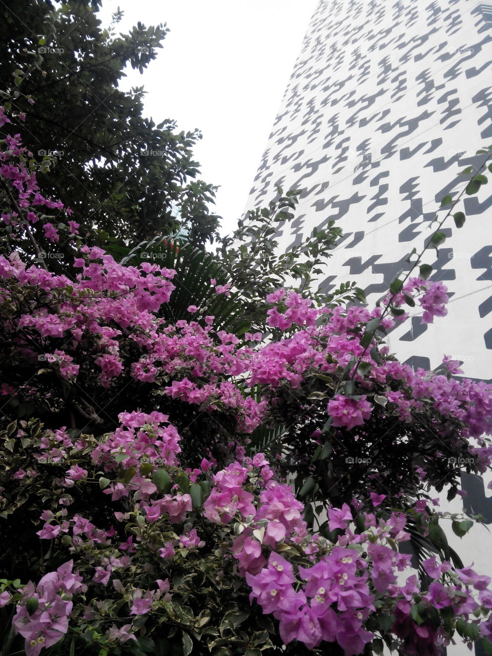 flowers in Hong Kong