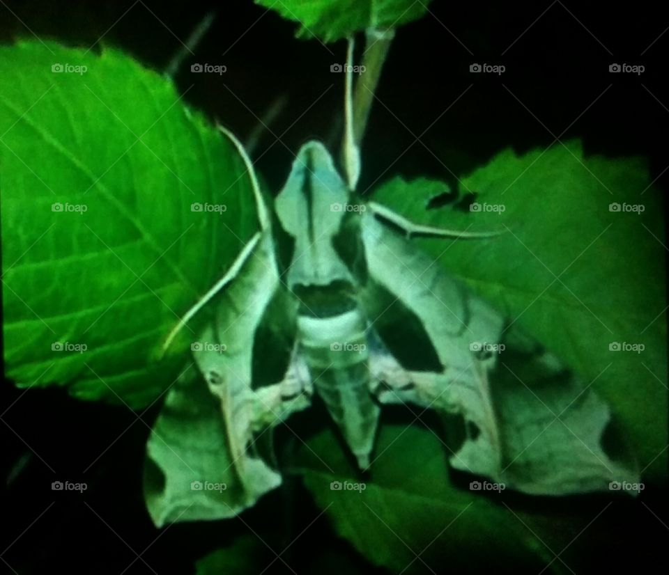 camouflage moth. camouflage moth