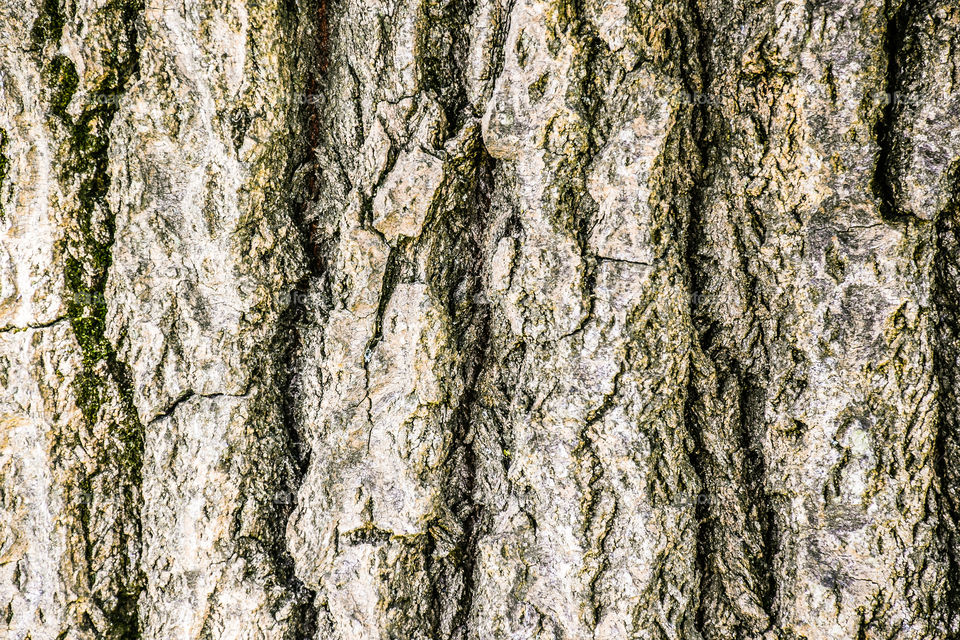 Bark, Trunk, Desktop, Tree, Texture