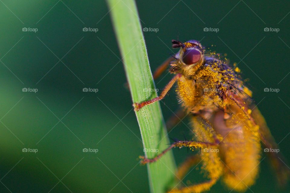 fly on plant stem