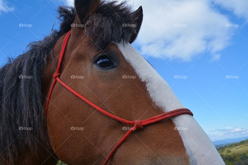 Clydesdale 