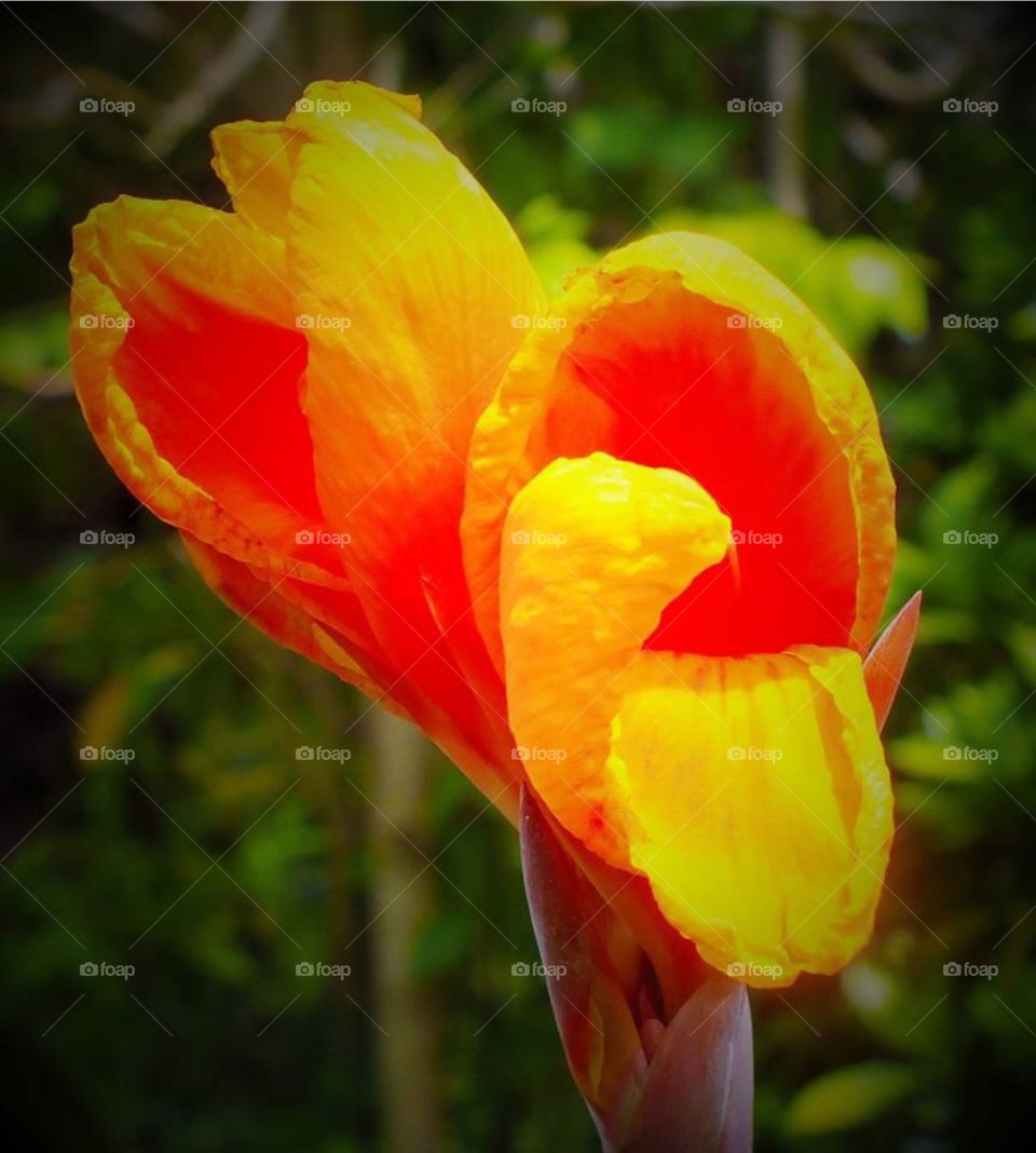 Orange and yellow floral