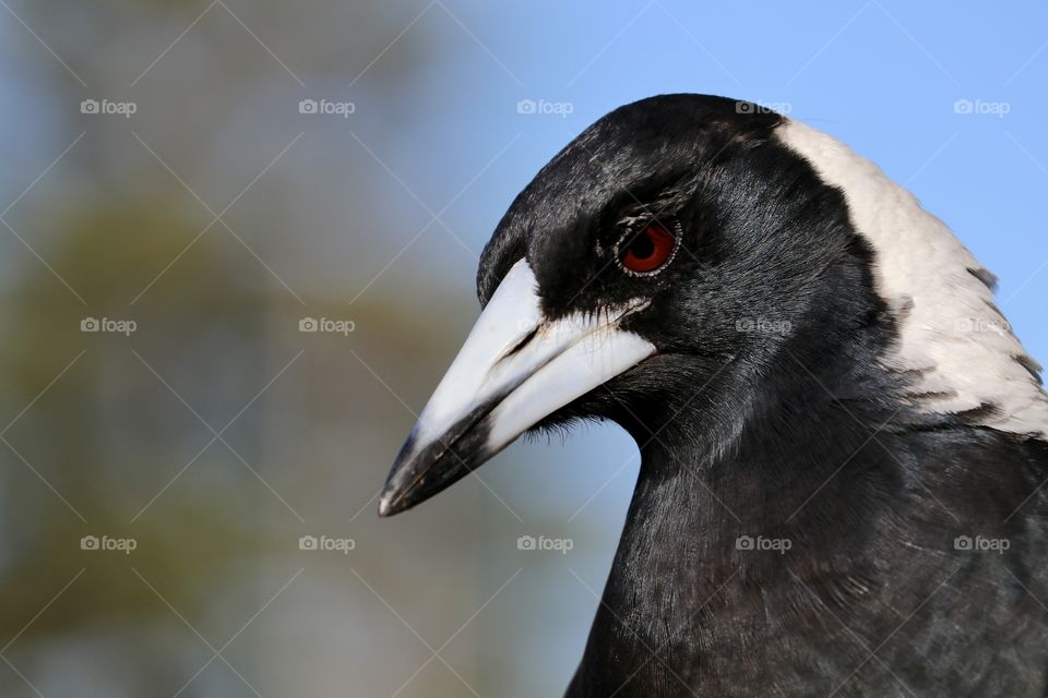 Magpie watching prey, close-up headshot in the wild