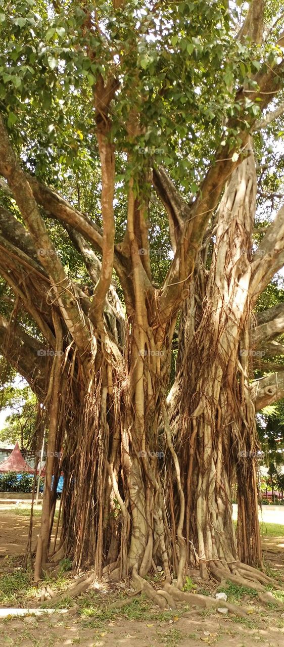 banyan tree