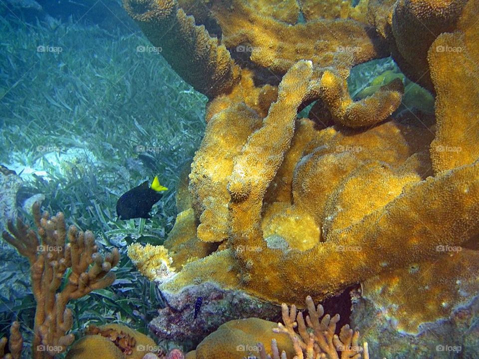 yellow reef