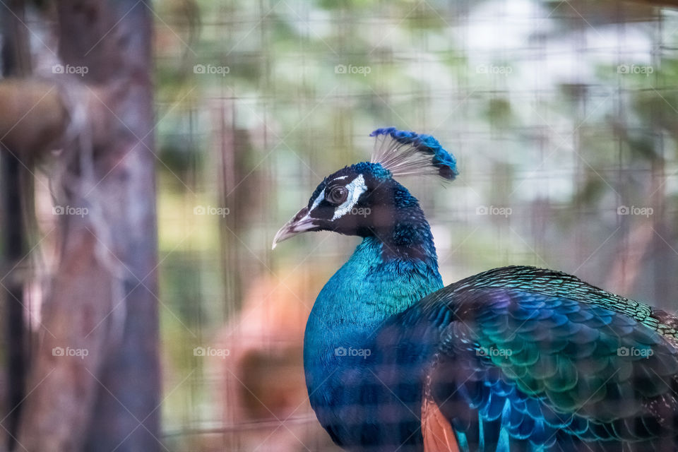 peacock